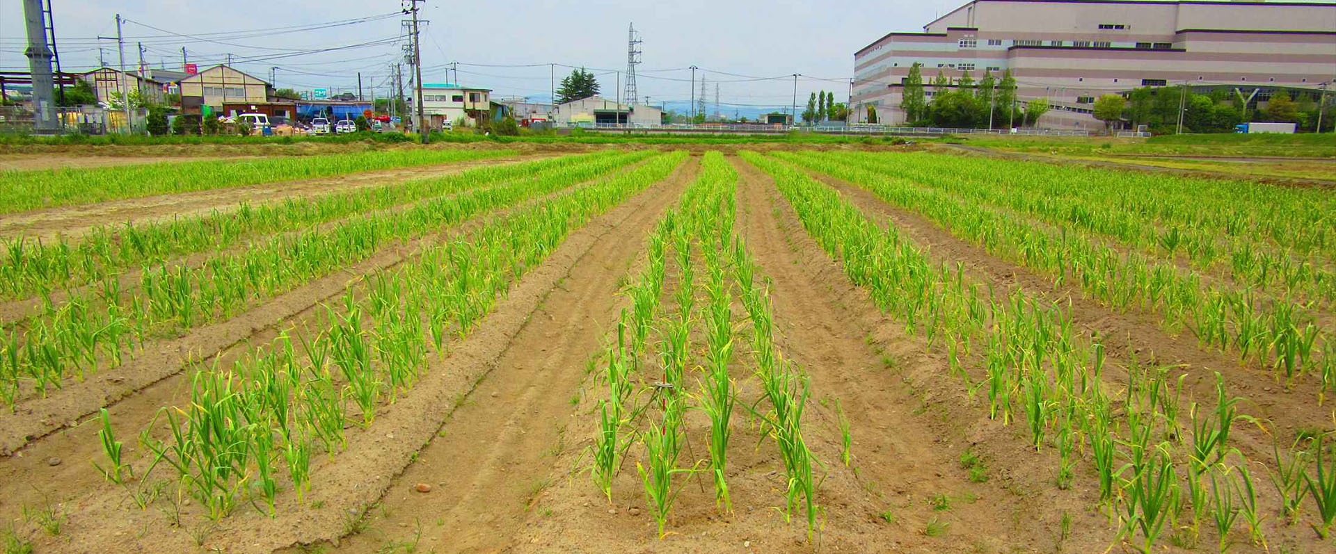 株式会社ハシカンライフ