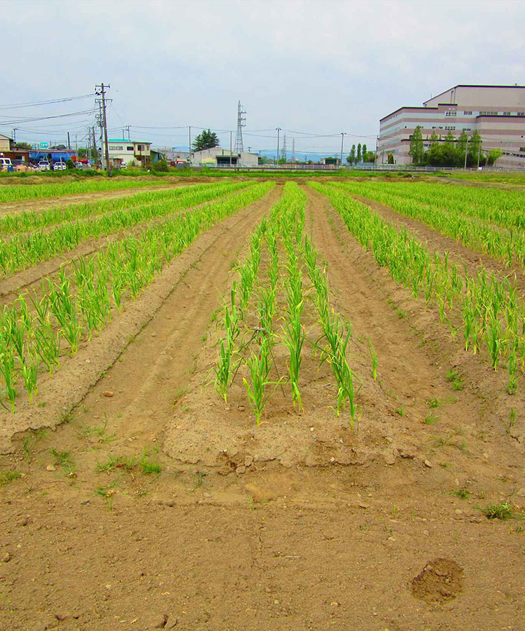 株式会社ハシカンライフ